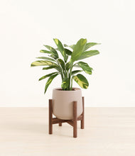 Load image into Gallery viewer, Eternal Gray stand:walnut
