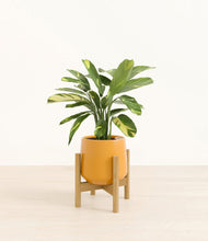 Load image into Gallery viewer, Mustard stand:bamboo
