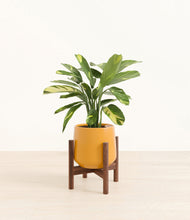 Load image into Gallery viewer, Mustard stand:walnut
