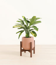 Load image into Gallery viewer, Calm Rose stand:walnut
