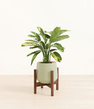 Load image into Gallery viewer, Turquoise stand:walnut
