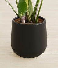 Load image into Gallery viewer, -
