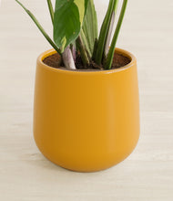 Load image into Gallery viewer, Mustard stand:all
