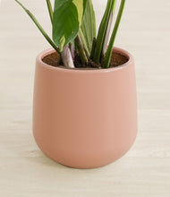 Load image into Gallery viewer, Calm Rose stand:all
