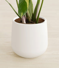 Load image into Gallery viewer, -
