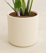 Load image into Gallery viewer, Cream stand:all
