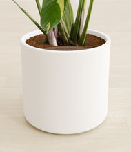 Load image into Gallery viewer, White stand:all
