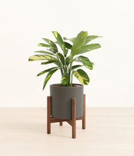 Load image into Gallery viewer, Dark Olive stand:walnut
