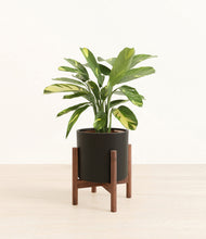 Load image into Gallery viewer, Black stand:walnut
