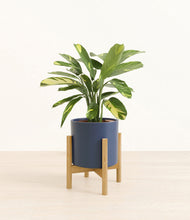 Load image into Gallery viewer, Deep Navy stand:bamboo
