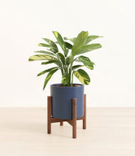 Load image into Gallery viewer, Deep Navy stand:walnut
