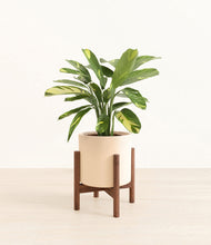 Load image into Gallery viewer, Cream stand:walnut
