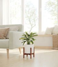 Load image into Gallery viewer, White stand:walnut
