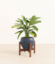 Load image into Gallery viewer, Deep Navy stand:walnut
