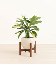 Load image into Gallery viewer, Shiny EggWhite stand:walnut
