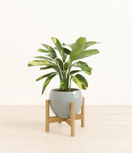 Load image into Gallery viewer, Deep Ocean stand:bamboo
