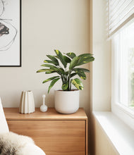 Load image into Gallery viewer, Natural Bamboo
