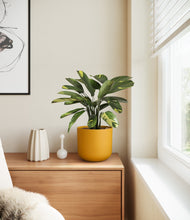 Load image into Gallery viewer, Sunset Orange
