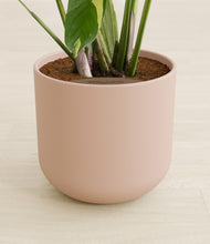 Load image into Gallery viewer, Sandy Pink stand:all
