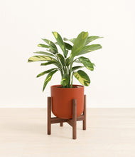 Load image into Gallery viewer, Earth Red stand:walnut
