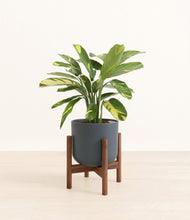 Load image into Gallery viewer, Iron Gray stand:walnut
