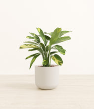 Load image into Gallery viewer, Natural Bamboo*****Profile
