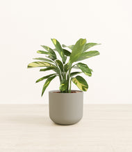 Load image into Gallery viewer, Sage Green*****Profile
