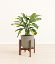 Load image into Gallery viewer, Sage Green stand:walnut
