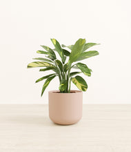 Load image into Gallery viewer, Sandy Pink*****Profile
