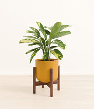 Load image into Gallery viewer, Sunset Orange stand:walnut
