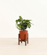 Load image into Gallery viewer, Earth Red stand:walnut
