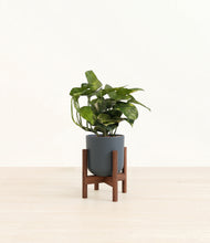 Load image into Gallery viewer, Iron Gray stand:walnut

