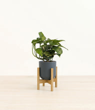 Load image into Gallery viewer, Iron Gray stand:bamboo
