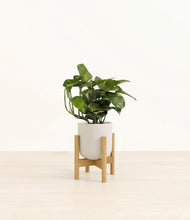 Load image into Gallery viewer, Natural Bamboo stand:bamboo
