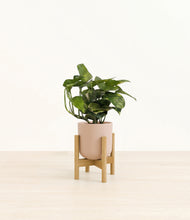 Load image into Gallery viewer, Sandy Pink stand:bamboo
