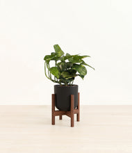 Load image into Gallery viewer, Stone Black stand:walnut
