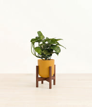 Load image into Gallery viewer, Sunset Orange stand:walnut
