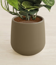 Load image into Gallery viewer, Olive stand:all
