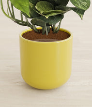 Load image into Gallery viewer, Key Lime Yellow stand:all
