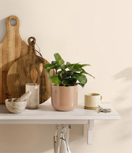 Load image into Gallery viewer, Glossy Pink
