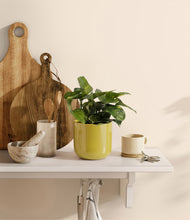 Load image into Gallery viewer, Key Lime Yellow
