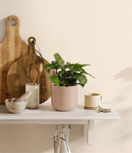 Load image into Gallery viewer, Sandy Pink
