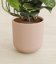 Load image into Gallery viewer, Sandy Pink stand:all
