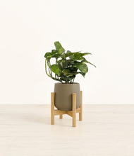 Load image into Gallery viewer, Olive stand:bamboo
