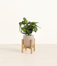 Load image into Gallery viewer, Eternal Gray stand:bamboo
