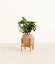 Load image into Gallery viewer, Calm Rose stand:bamboo
