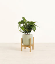 Load image into Gallery viewer, Turquoise stand:bamboo
