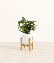 Load image into Gallery viewer, White stand:bamboo
