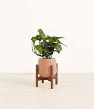 Load image into Gallery viewer, Calm Rose stand:walnut
