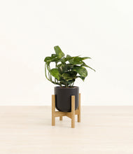 Load image into Gallery viewer, Stone Black stand:bamboo
